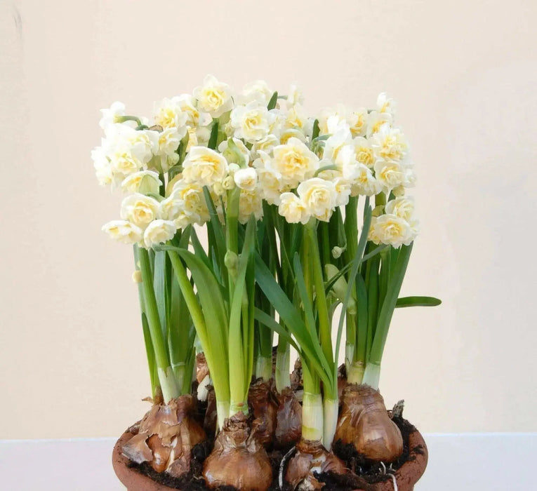 DFFODIL Erlicheer, Paperwhite Blubs, FALL BULBS - Caribbean garden seed