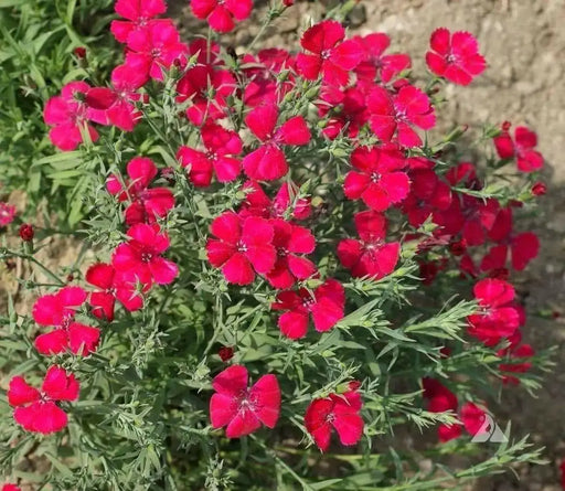 Dianthus Deltoides SEEDS" Maiden Pinks  perennials  FLOWERS - Caribbean garden seed