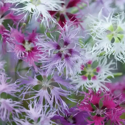 Dianthus Seeds, Rainbow Loveliness Mix - Caribbean garden seed