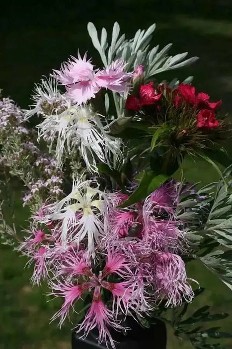 Dianthus Seeds, Rainbow Loveliness Mix - Caribbean garden seed