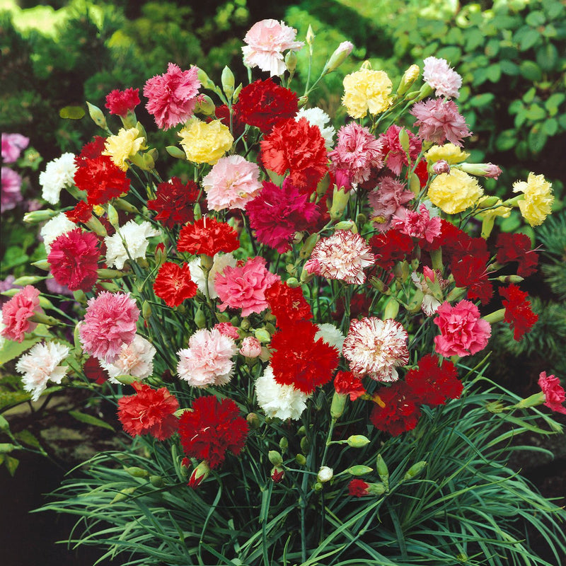 Dianthus 'Vienna Mix' Seeds - Caribbean garden seed
