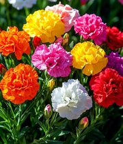 Dianthus 'Vienna Mix' Seeds - Caribbean garden seed