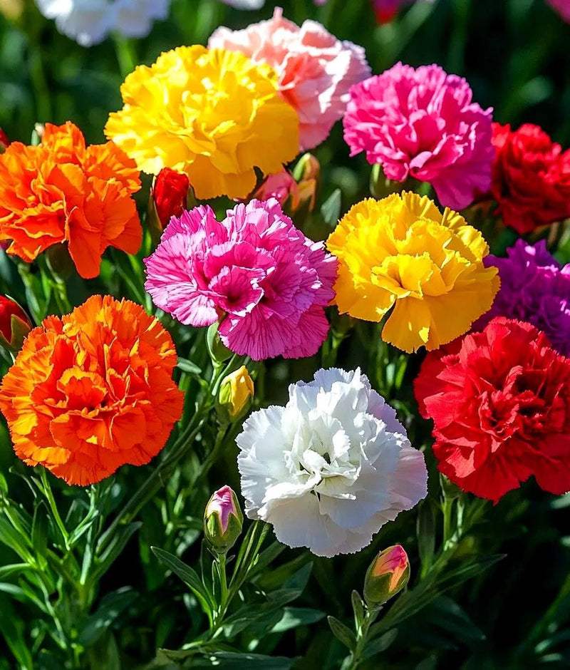 Dianthus 'Vienna Mix' Seeds - Caribbean garden seed
