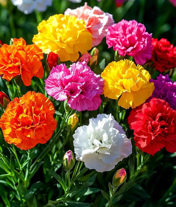 Dianthus 'Vienna Mix' Seeds