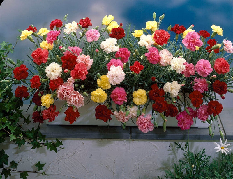 Dianthus 'Vienna Mix' Seeds - Caribbean garden seed