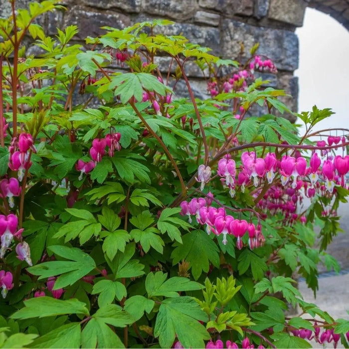 Dicentra spectabilis (2 BARE ROOT PLANT) Old-Fashioned Bleeding Heart. 2-3 EYES - Caribbeangardenseed