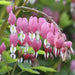 Dicentra spectabilis (2 BARE ROOT PLANT) Old-Fashioned Bleeding Heart. 2-3 EYES - Caribbeangardenseed