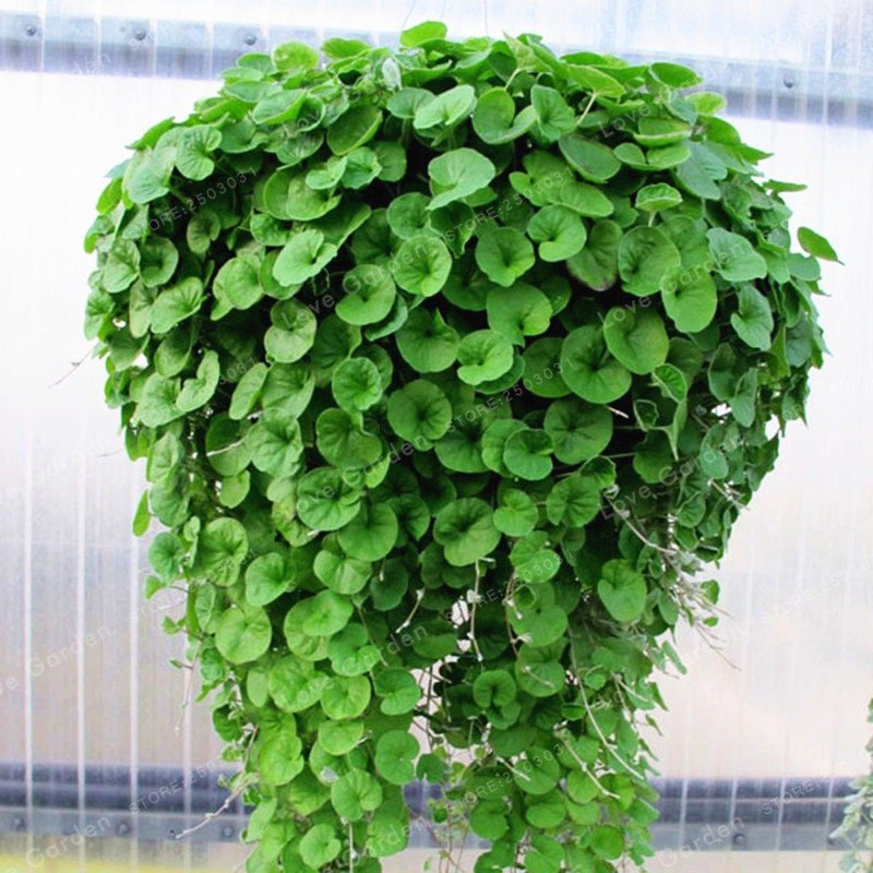 Dichondra Repens Seeds, (Emerald Falls) will cascade about 3 feet from your baskets, windowboxes, or other containers - Perennial !