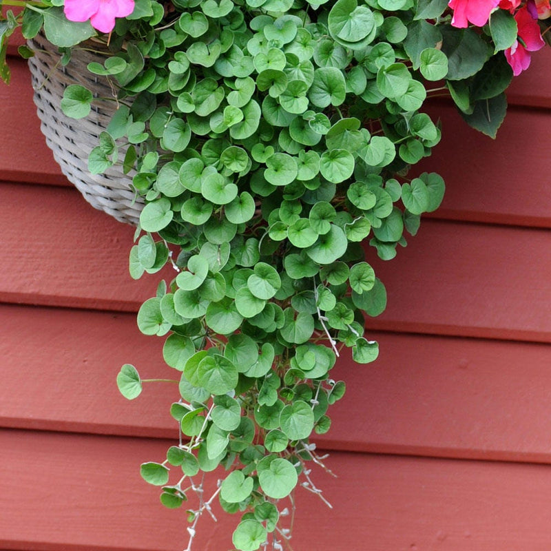 Dichondra Repens Seeds, (Emerald Falls) will cascade about 3 feet from your baskets, windowboxes, or other containers - Perennial !