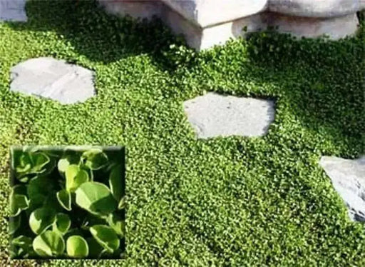 Dichondra Repens Seeds, Perennial GROUND COVER, vine ! - Caribbean garden seed