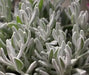 Didelta Silver Strand ( live Starter Plant) Perennial succulent - Caribbean garden seed