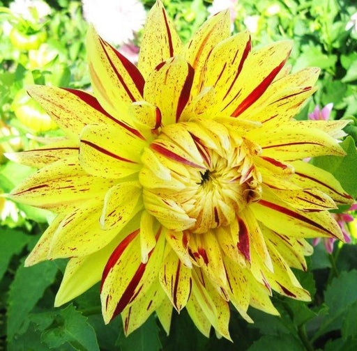 Dinner Plate Dahlia Cambridge ,Dinner Plate Dahlia Tubers , Great Cut Flowers,Blooms Summer to fall