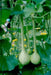 Dipper Gourd Seeds,12" long necks, Asian Vegetable - Caribbean garden seed