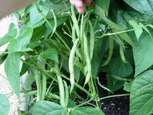Dominican sparkle red beans Seeds ,(BUSH) - Caribbean garden seed