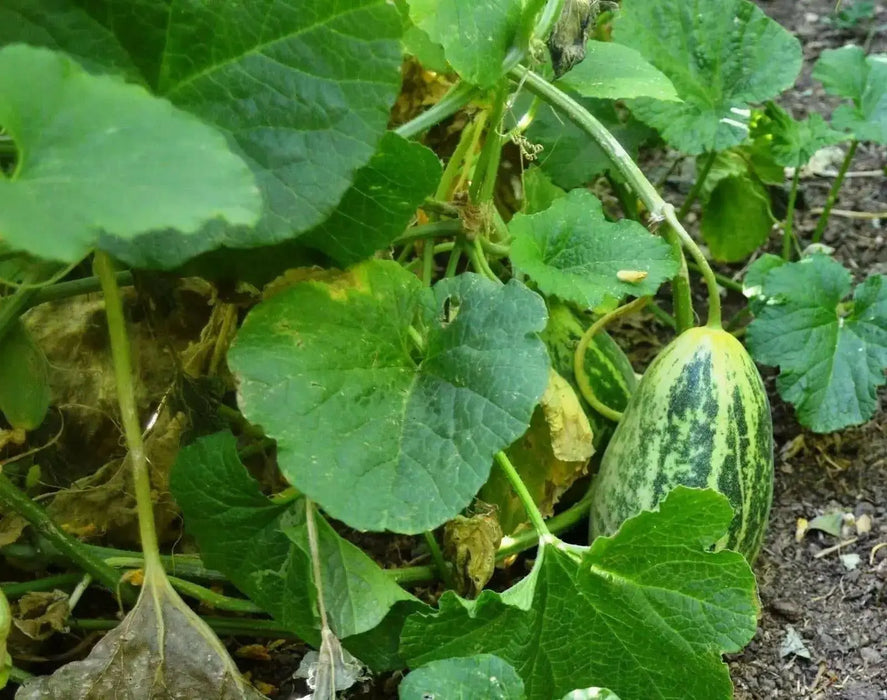 Dosakai Melon Seeds (Cucumis melo) Indian Cucumber Asian Vegetable - Caribbean garden seed