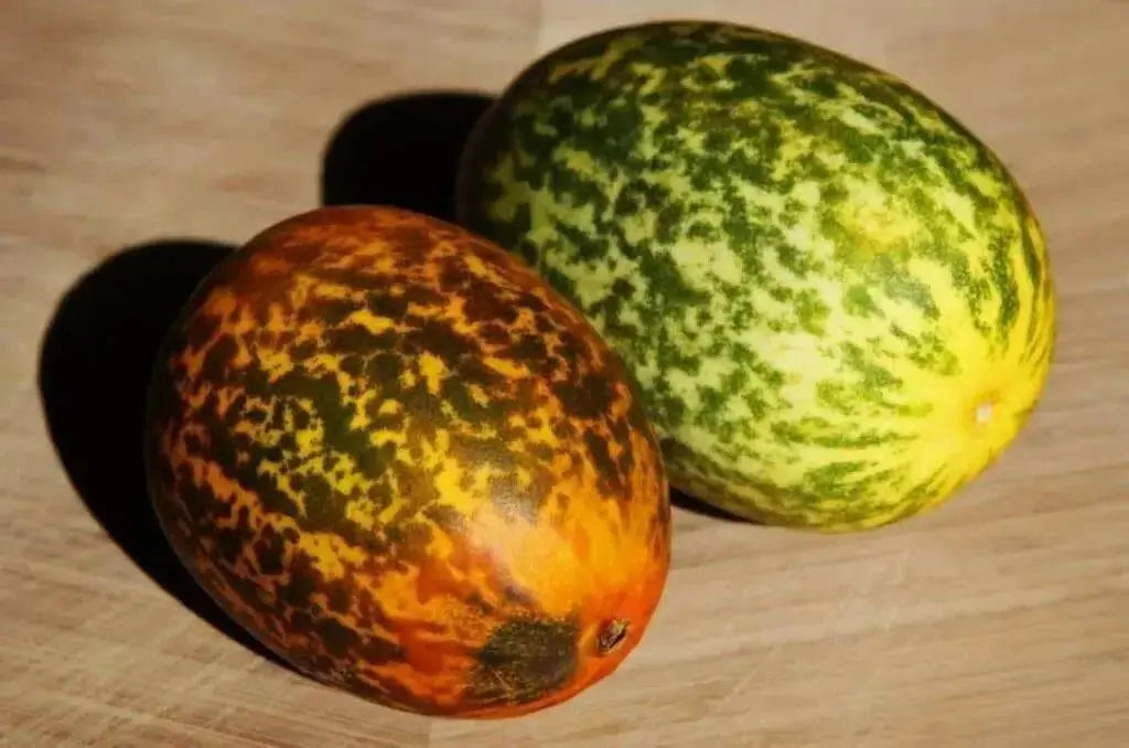 Dosakai Melon Seeds (Cucumis melo) Indian Cucumber Asian Vegetable - Caribbean garden seed