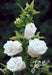 Double Canterbury Bells Seed, DOUBLE WHITE (CAMPANULA Medium flore plena) Perennial - Caribbeangardenseed