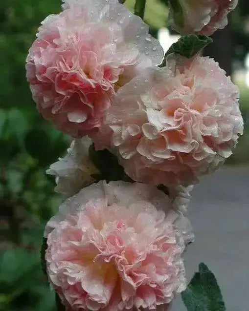 DOUBLE Hollyhock SEEDS (Peach) PERENNIAL FLOWERS, - Caribbean garden seed