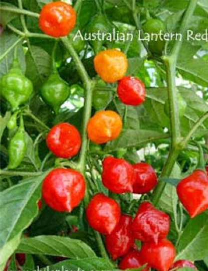 Paper Lantern Habanero Pepper | 3 Live Plants