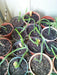 Dragon Fruit,  seeds (Hylocereus undatus) Open Pollinated-Perennial cactus - Caribbean garden seed