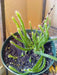 Dragon Fruit,  seeds (Hylocereus undatus) Open Pollinated-Perennial cactus - Caribbean garden seed