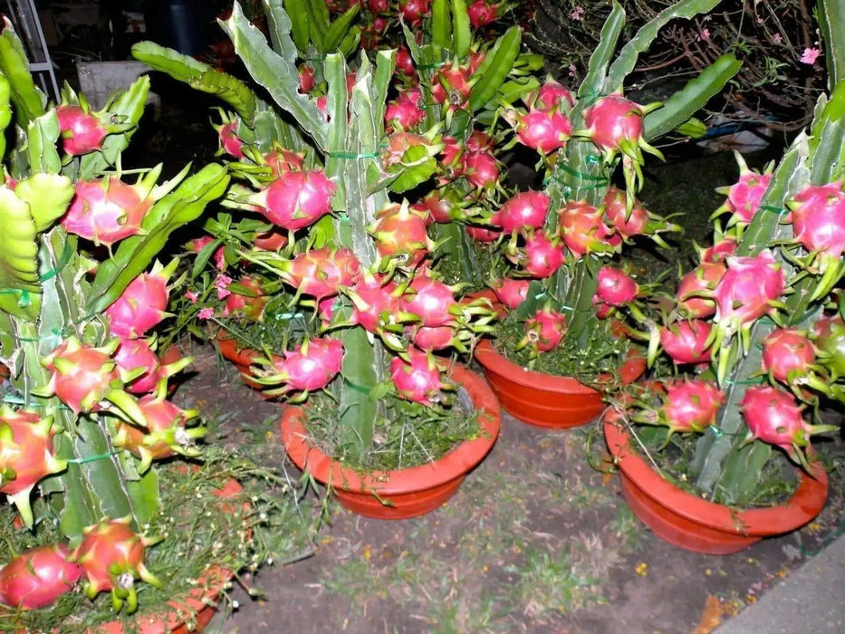 Dragon Fruit, seeds (Hylocereus undatus) Open Pollinated-Perennial cactus - Caribbeangardenseed