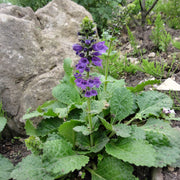 Dragon Mouth - Pyrenean Dead-nettle Seeds - 25 Seeds - Caribbean garden seed
