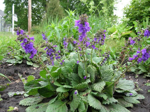 Dragon Mouth - Pyrenean Dead-nettle Seeds - 25 Seeds - Caribbean garden seed