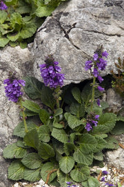 Dragon Mouth - Pyrenean Dead-nettle Seeds - 25 Seeds - Caribbean garden seed