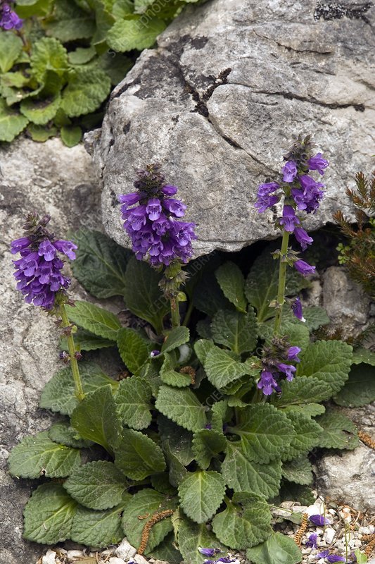 Dragon Mouth - Pyrenean Dead-nettle Seeds - 25 Seeds - Caribbean garden seed