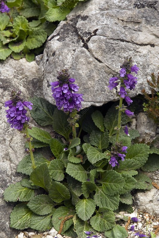 Dragon Mouth - Pyrenean Dead-nettle Seeds - 25 Seeds - Caribbean garden seed