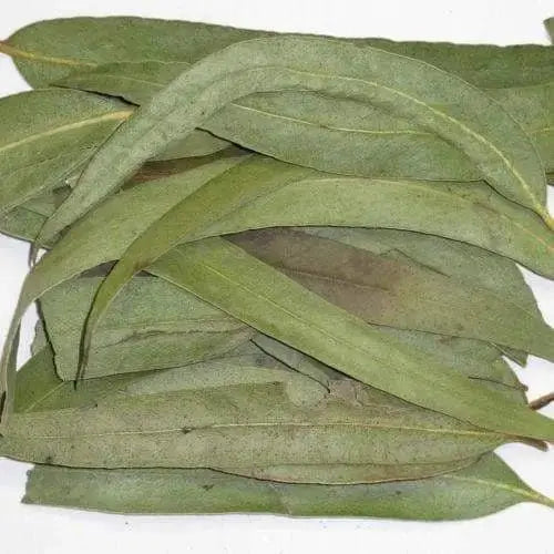 Dried Eucalyptus leaves ,VERSATILE HERB - Caribbeangardenseed