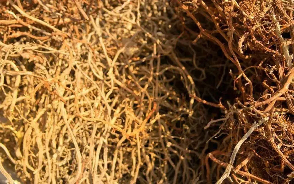 DRIED Jamaican Sarsaparilla Root - Caribbean garden seed