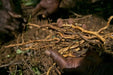 DRIED Jamaican Sarsaparilla Root - Caribbean garden seed