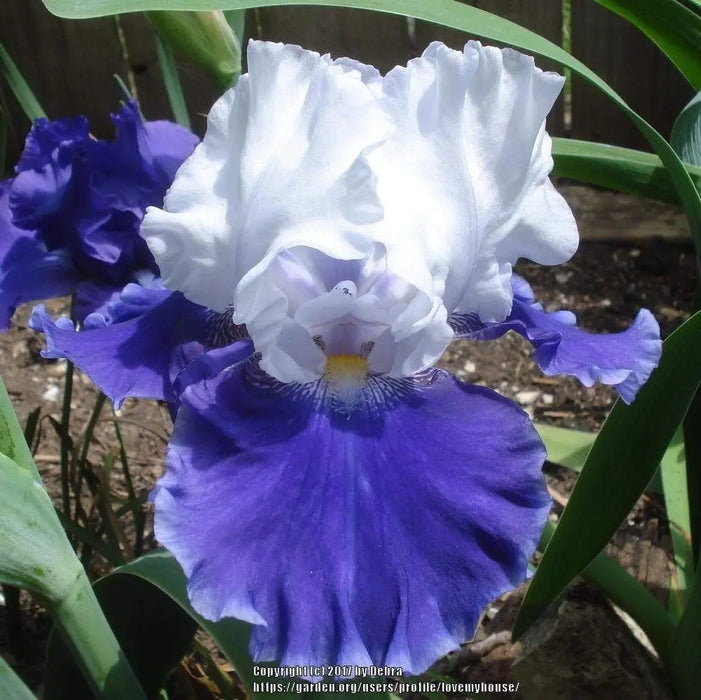 Drifting bearded iris, Perennial Plant Rhizome - Caribbeangardenseed