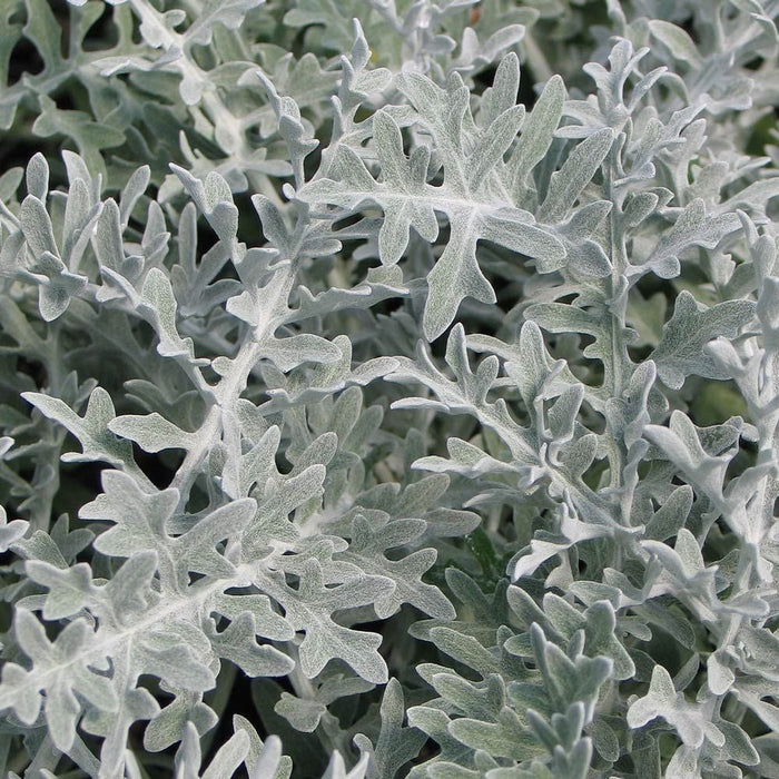 Dusty Miller Seeds (Centaurea cineraria) - Caribbean garden seed