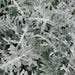 Dusty Miller Seeds (Centaurea cineraria) - Caribbean garden seed