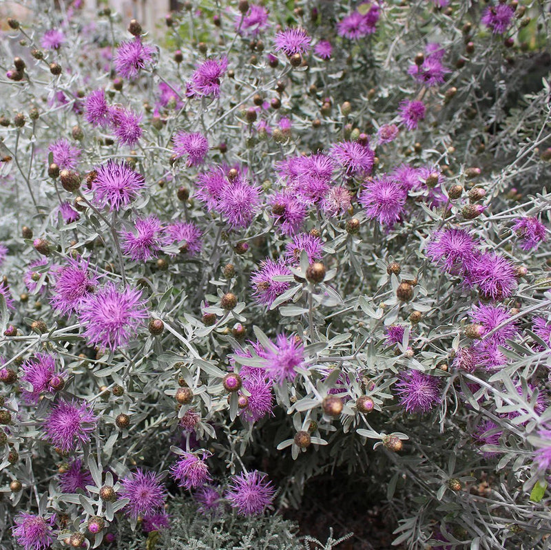 Dusty Miller Seeds (Centaurea cineraria) - Caribbean garden seed