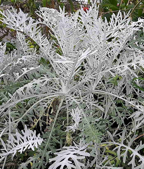 Dusty Miller Seeds (Centaurea cineraria) - Caribbean garden seed
