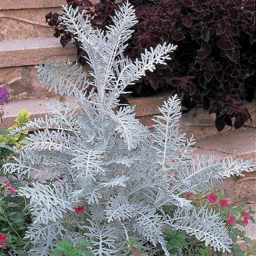 Dusty Miller Seeds (Centaurea cineraria) - Caribbean garden seed