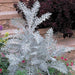 Dusty Miller Seeds (Centaurea cineraria) - Caribbean garden seed