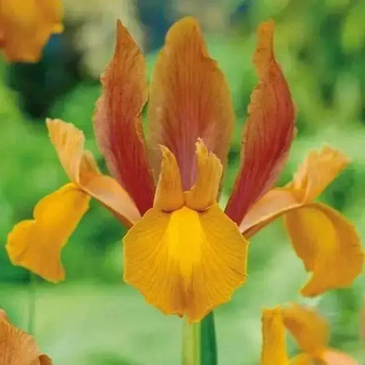 Dutch Iris bulbs, Autumn Princess, SPRING BLOOMING FLOWERS - Caribbean garden seed