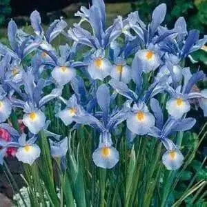 Dutch Iris Bulbs, Light Blue, PERENNIAL - Caribbean garden seed