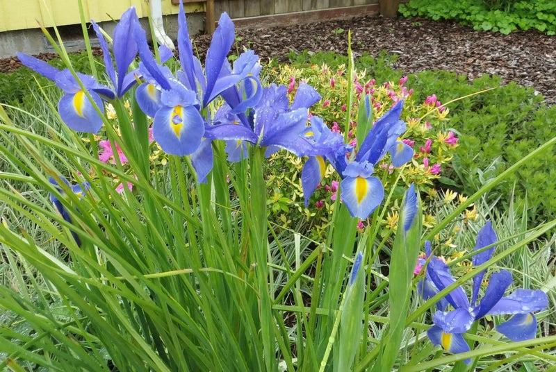 Dutch Iris Bulbs, Light Blue, PERENNIAL - Caribbean garden seed