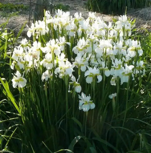 Dutch iris White Excelsior (fall planting Bulbs) - Caribbeangardenseed