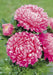 Dwarf ASTER, Milady Rose  ,FLOWERS Seed - (Callistephus ) - Caribbean garden seed