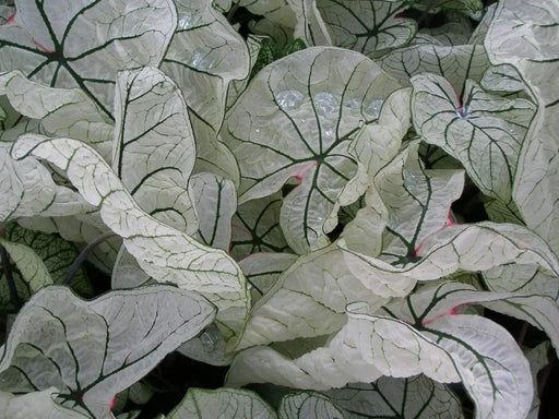 Dwarf Caladium, 6 Caladium 'Candidum Jr.' Bulbs - Caribbeangardenseed