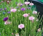 Dwarf Cornflower 'Polka dot Mix ) wildflowers - Caribbean garden seed