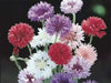 Dwarf Cornflower 'Polka dot Mix ) wildflowers - Caribbean garden seed