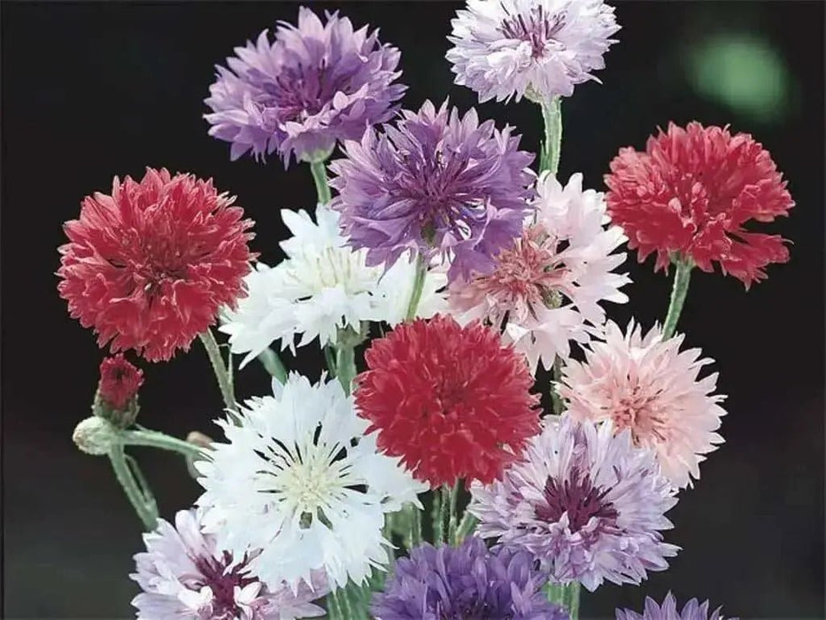 Dwarf Cornflower 'Polka dot Mix ) wildflowers - Caribbean garden seed